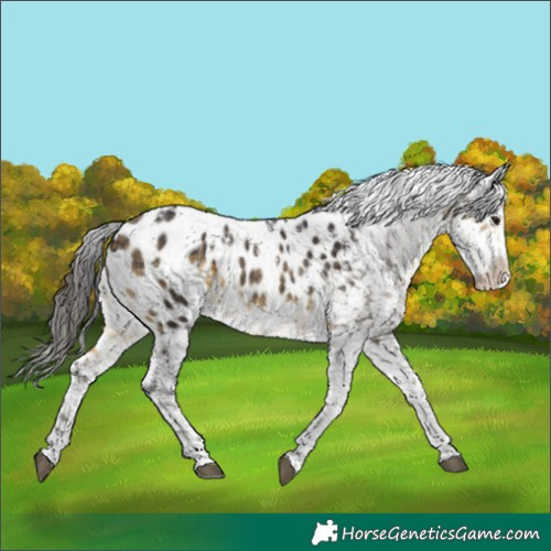 Horse Color:Powder White White Spotted Buckskin Frame Blanket 