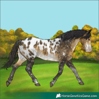 Horse Color:White Spotted Buckskin Frame Appaloosa 