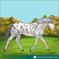 Horse Color:Powder White White Spotted Buckskin Frame Appaloosa 