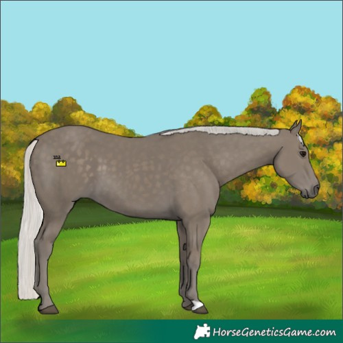 Horse Color:Silver Smoky Black 