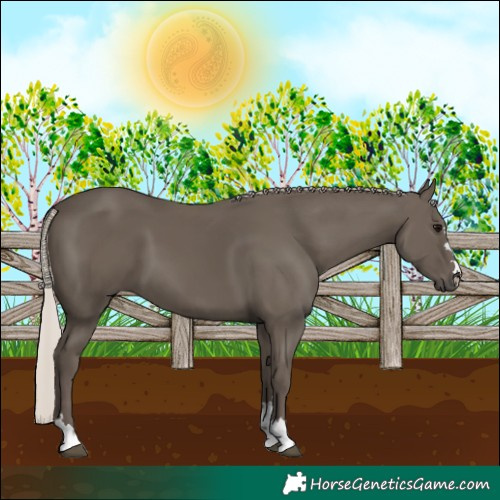 Horse Color:Silver Black