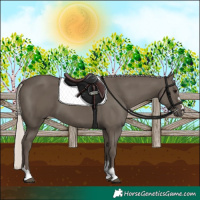 Horse Color:Silver Black 
