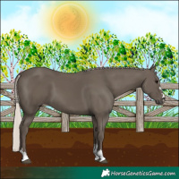 Horse Color:Silver Black 
