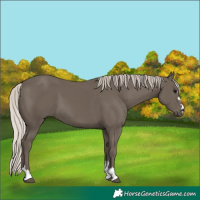 Horse Color:Silver Black 