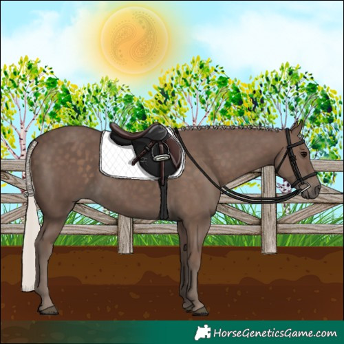 Horse Color:Silver Black