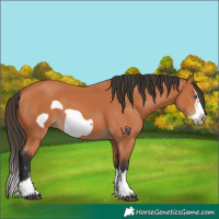 Horse Color:Bay Splash Frame 