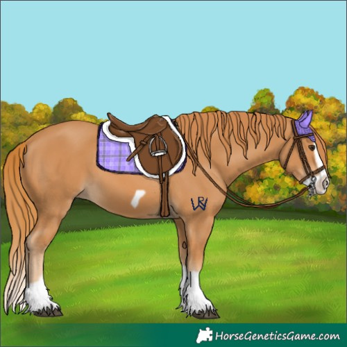 Horse Color:Chestnut Splash Frame