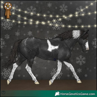 Horse Color:Liver Chestnut Tobiano 