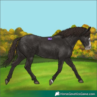 Horse Color:Liver Chestnut Frame 
