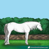 Horse Color:Liver Chestnut Frame 