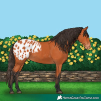 Horse Color:Bay Appaloosa