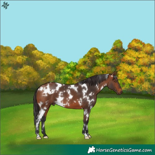Horse Color:White Spotted Bay 