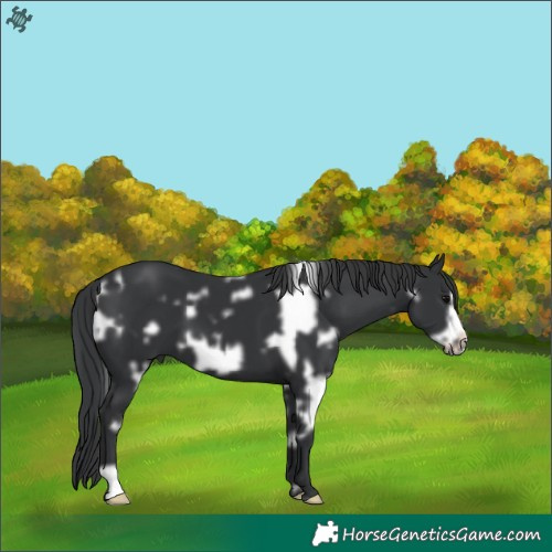 Horse Color:White Spotted Black Frame 