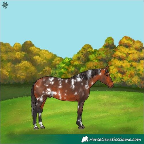 Horse Color:White Spotted Bay 