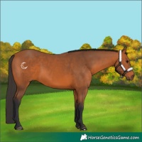 Horse Color:Bay 