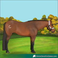Horse Color:Bay 