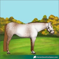 Horse Color:Gray Chestnut 