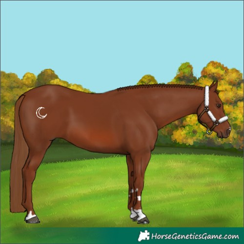 Horse Color:Chestnut 