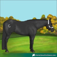 Horse Color:Black 