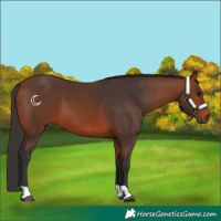 Horse Color:Bay 