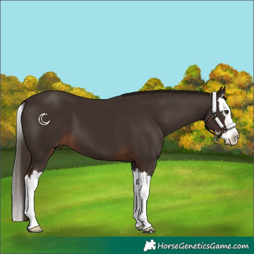 Horse Color:Liver Chestnut Splash 