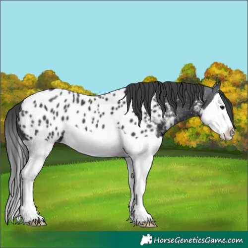 Horse Color:Black Splash Near Leopard