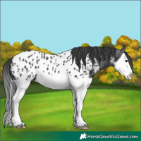 Horse Color:Black Splash Near Leopard 