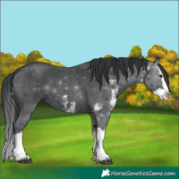 Horse Color:Black Sabino Splash