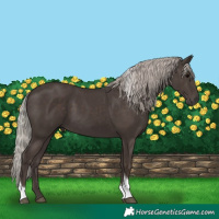 Horse Color:Silver Black Tobiano 