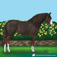 Horse Color:Liver Chestnut 