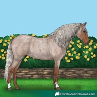 Horse Color:Silver Blue Roan 