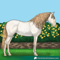 Horse Color:Buckskin Roan Pearl Dun 