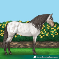 Horse Color:Gray Bay Roan Dun Appaloosa 