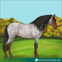 Horse Color:Liver Red Roan 
