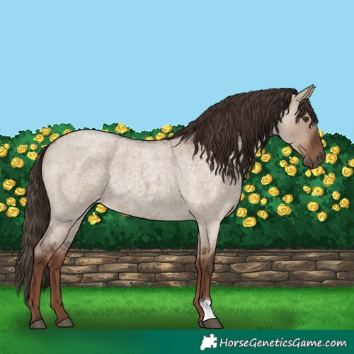 Horse Color:Liver Red Dun Roan 