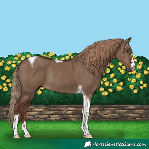 Horse Color:Liver Red Dun Tobiano Rabicano 