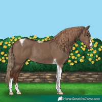 Horse Color:Liver Red Dun Tobiano Rabicano 