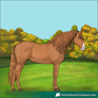Horse Color:Chestnut Frame 