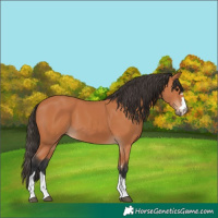Horse Color:Bay 