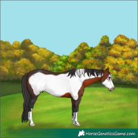 Horse Color:Bay Frame