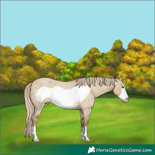 Horse Color:Chocolate Palomino Roan Dun Frame 