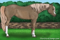Horse Color:Chocolate Palomino 