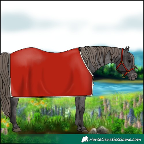 Horse Color:Smoky Black Appaloosa 