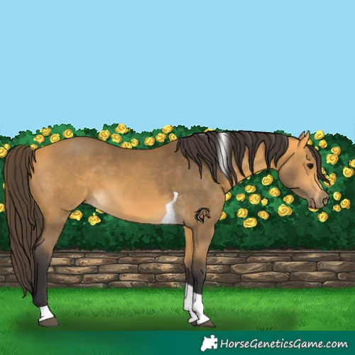 Horse Color:Buckskin Tobiano 