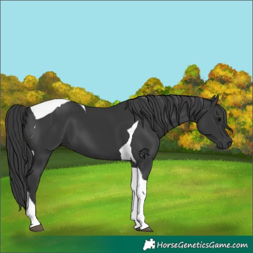 Horse Color:Black Tobiano 