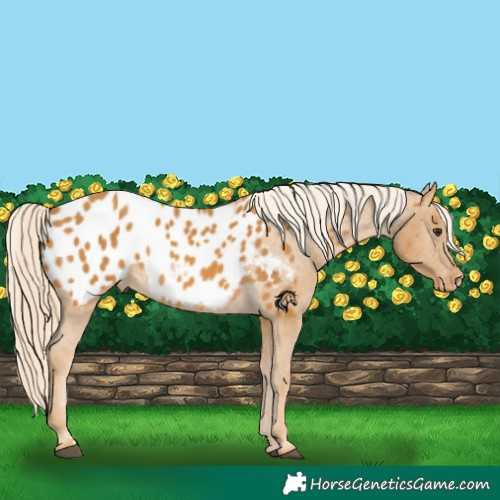 Horse Color:Palomino Appaloosa