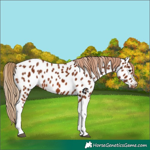 Horse Color:Chestnut Tobiano Appaloosa 