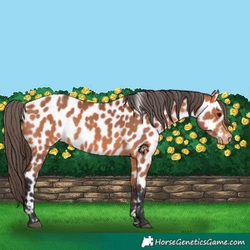 Horse Color:Bay Appaloosa