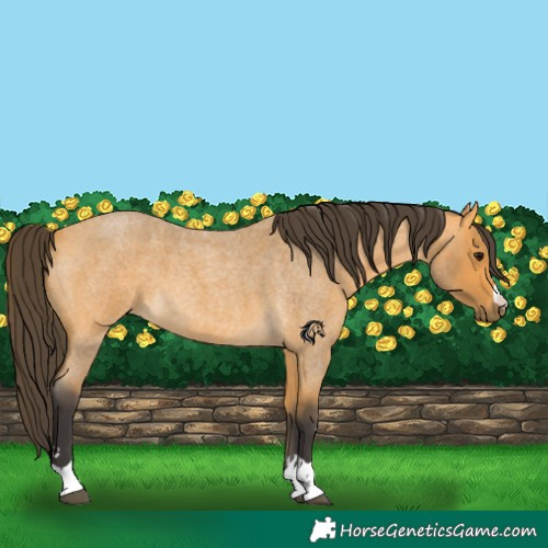 Horse Color:Buckskin Roan