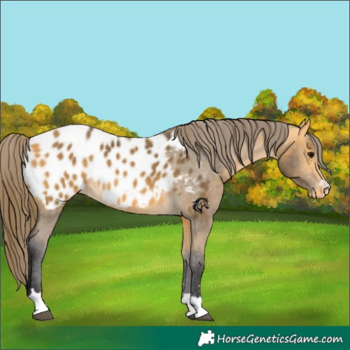 Horse Color:Buckskin Appaloosa